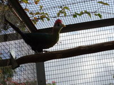   Touraco PAULINE 