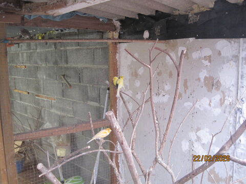 males canaris 25 62118 Biache-saint-vaast