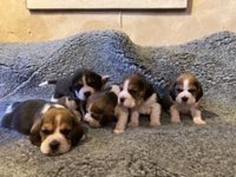   Chiot beagle
