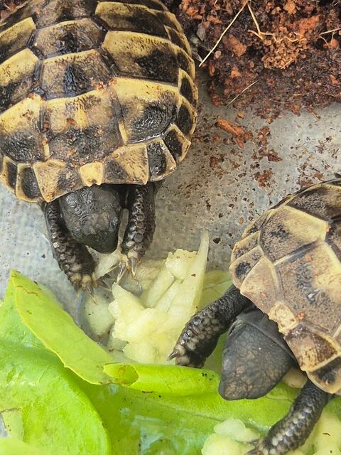 Tortues et terrarium 70 07200 Saint-privat