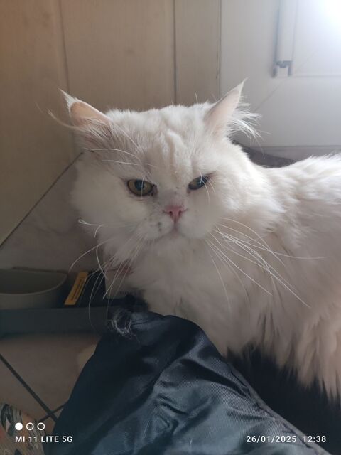 chat 250 43120 Monistrol-sur-loire
