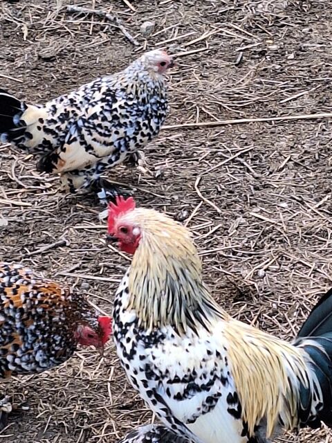 Couple poule sabelpoot 30 56190 Le guerno