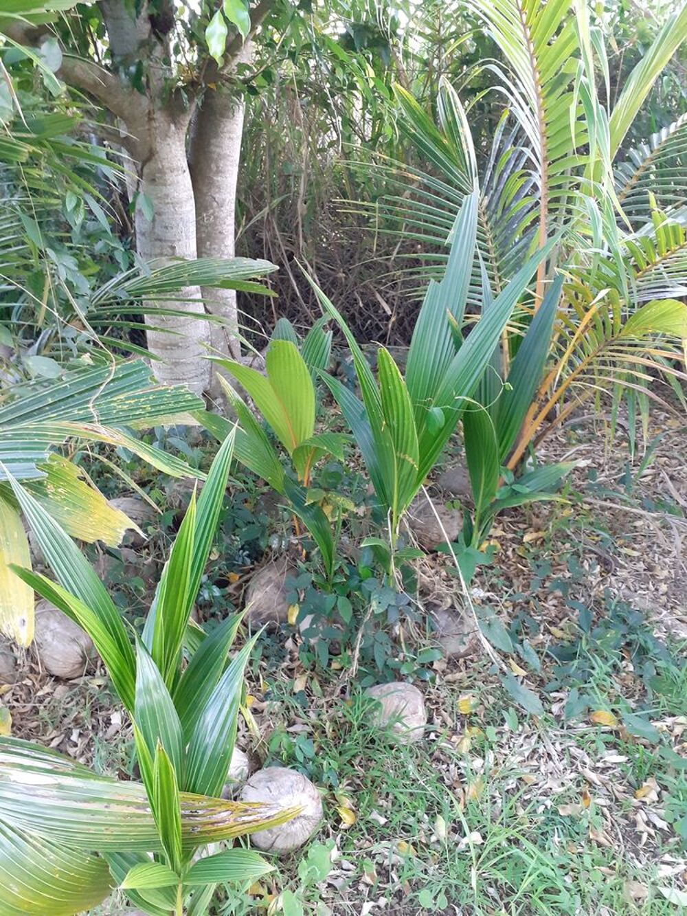 DE PLANTS DE COCOS Jardin