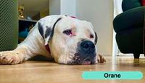   ORANE, magnifique Bouledogue Américain croisée Dogue Argentin à adopter via l'association UMA  