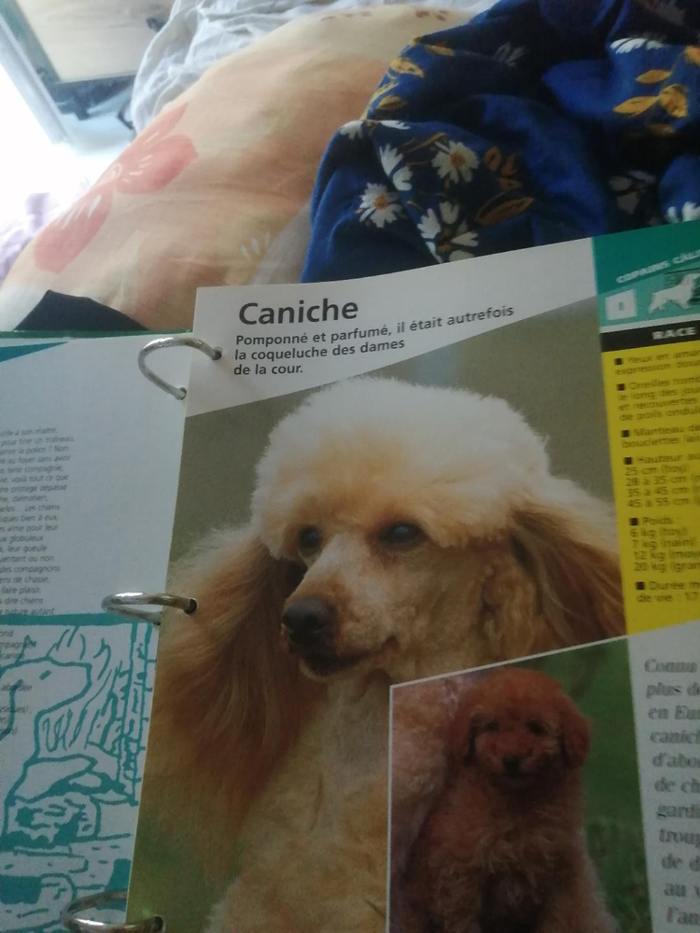 CLASSEUR ET FICHES SUR LES CHIENS Livres et BD