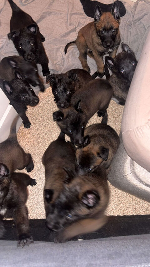 chiots femelles malinois &agrave;  vendre 400 0 38000 Grenoble
