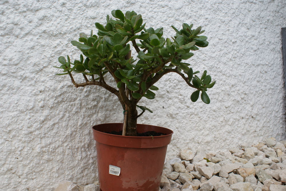 Plante de Jade Jardin