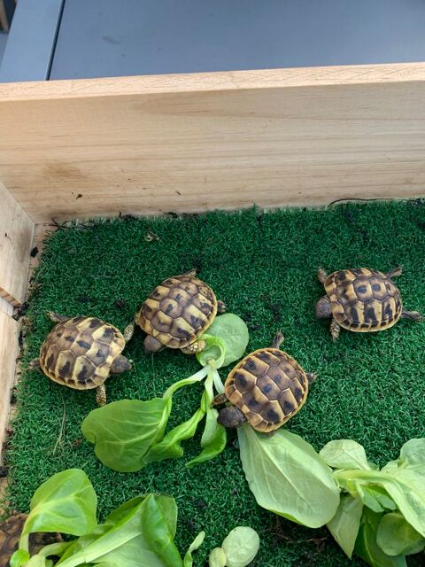 Tortues juv&eacute;niles 70 33000 Bordeaux