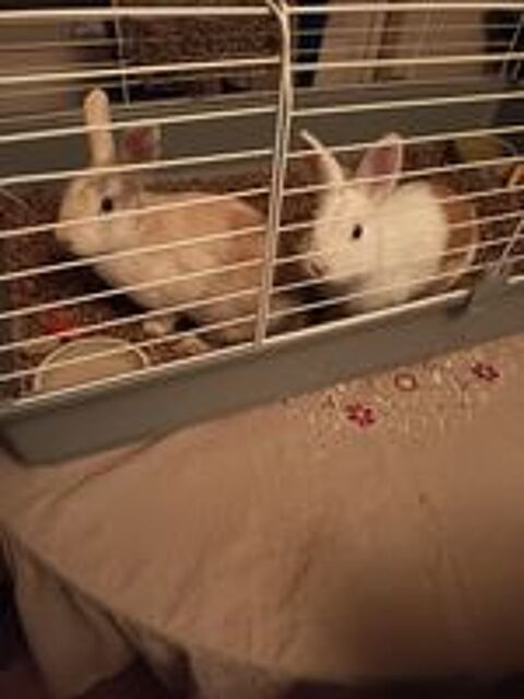   2 lapins nains mâles  
