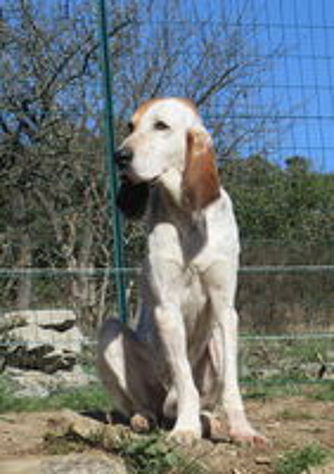   Max est à l'adoption! 
