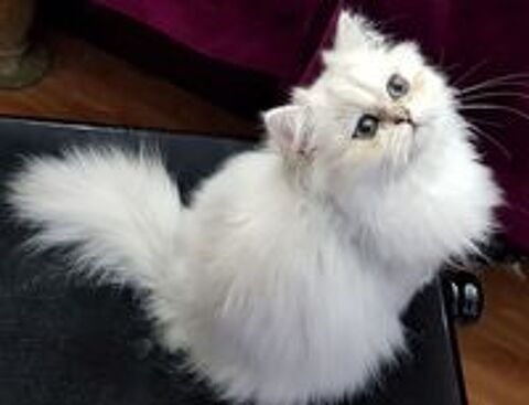   SAILLIE CHAT PERSAN LOOF 