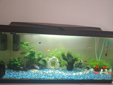 Alevins guppy et platy variés 1 66100 Perpignan