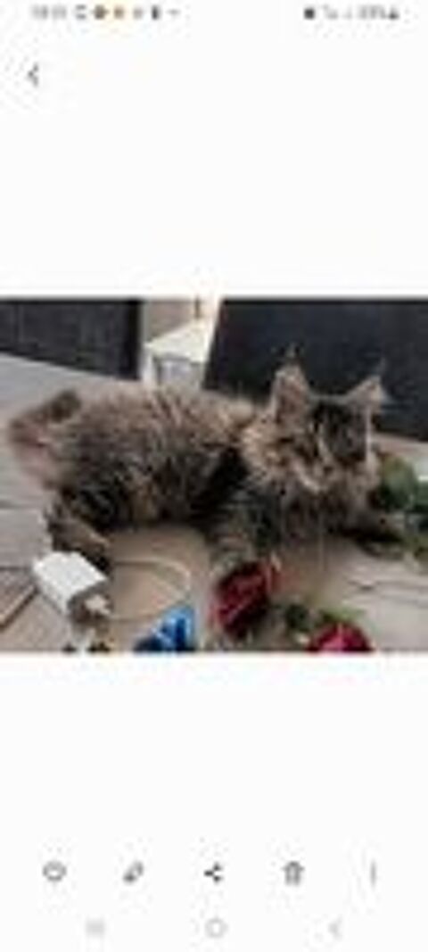   Maine coon  femelle loof 