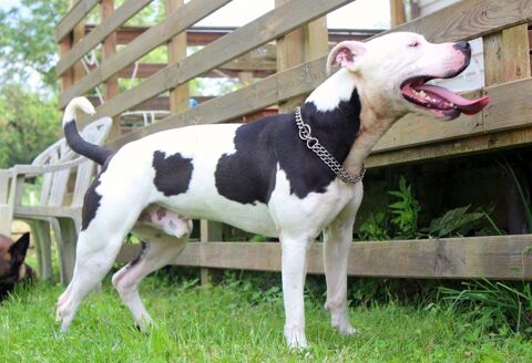 GOLO, magnifique croisé American Staffordshire déclassé à adopter via l'association UMA 350 18210 Bessais-le-fromental