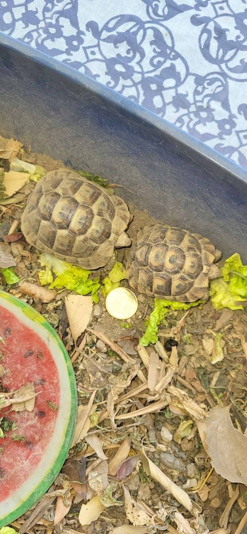 tortues Grecque 