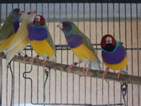   canari couleur  