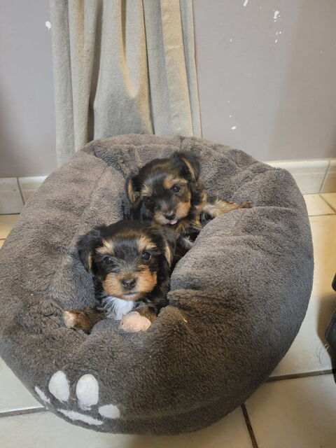 Chiots Yorkshire 0 27190 Conches-en-ouche