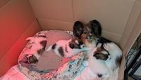   3 chiots papillon Adorables  chiots �pagneul Nain Continenta 