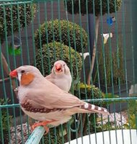   Diamants mandarins 