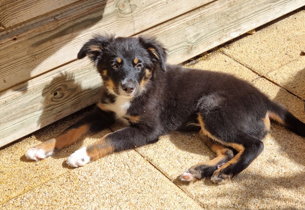    Chiot  berger américain noir tricolore 