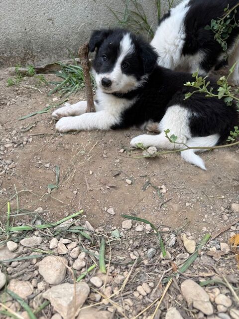Chiots &agrave; r&eacute;server  600 13400 Aubagne
