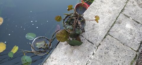 plantes de bassin  et koi 5 Jonchery-sur-Vesle (51)
