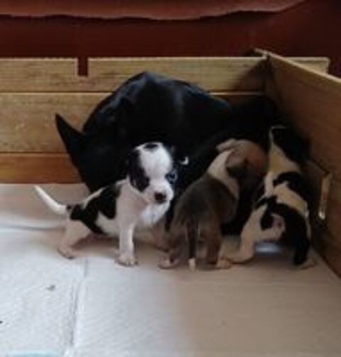   Adorables chiots Chihuahua 