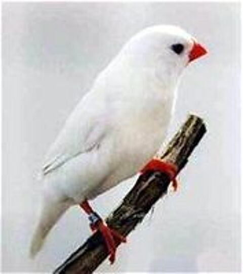   recherche diamant mandarin blanc 
