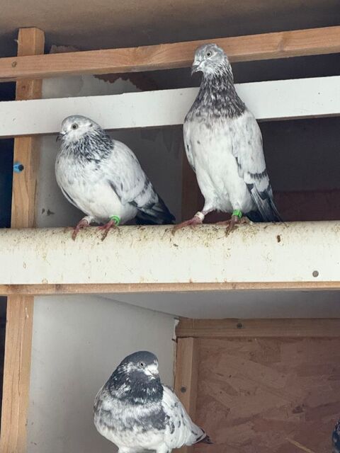 Pigeonnier  30 77410 Claye-souilly