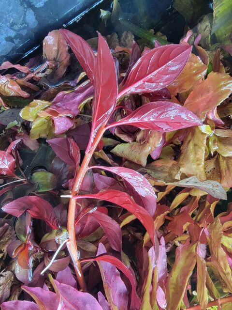 Plantes aquarium rouges ludwigia super red 91100 Corbeil-essonnes
