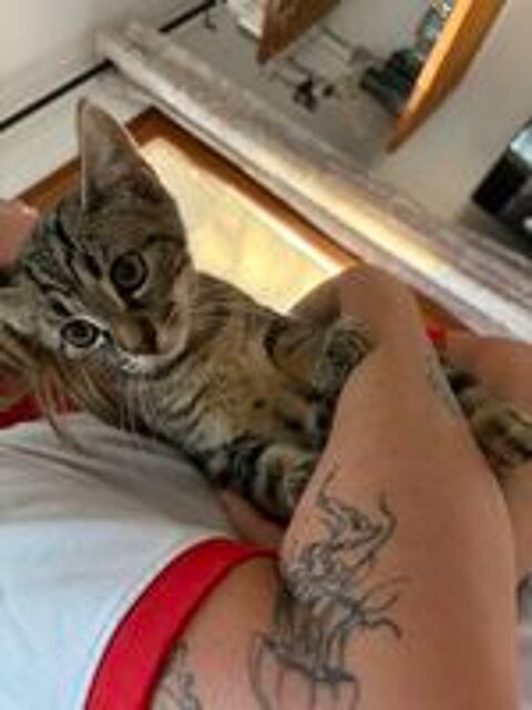   donne chaton contre bon soin 