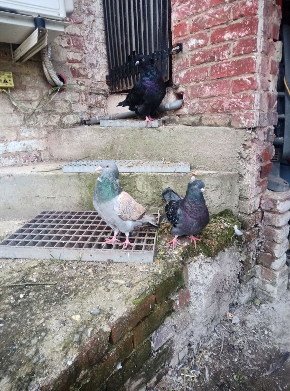   Pigeons ornement 
