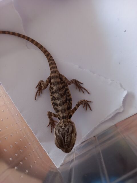  bb pogona 45 88420 Moyenmoutier