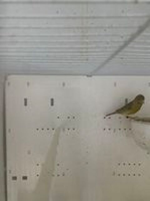   oiseaux 