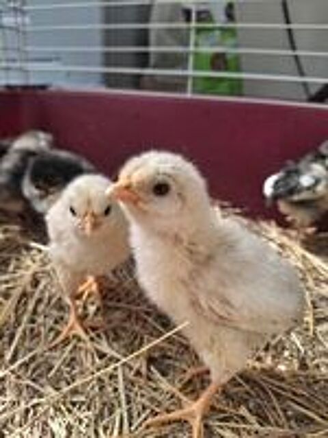   poussins 