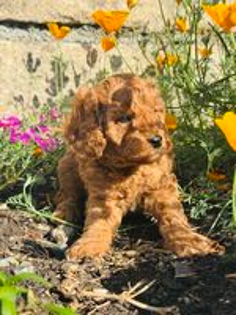   Caniche nain 
