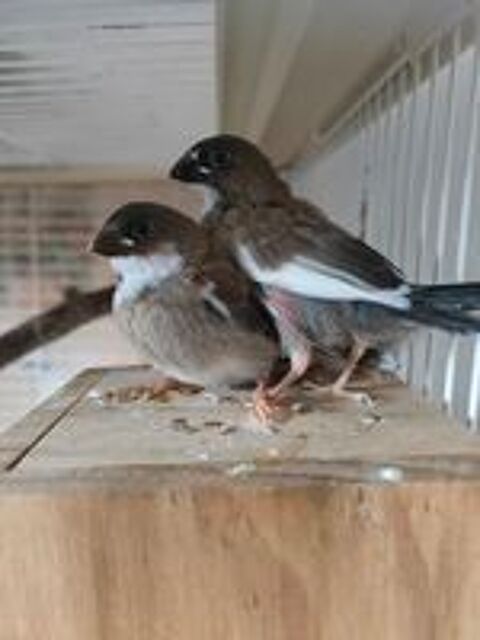   Oiseaux Exotiques  