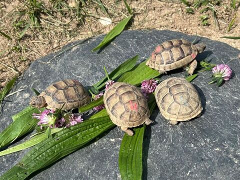 Tortue de Terre - Testudo Marginata 150 01800 Meximieux