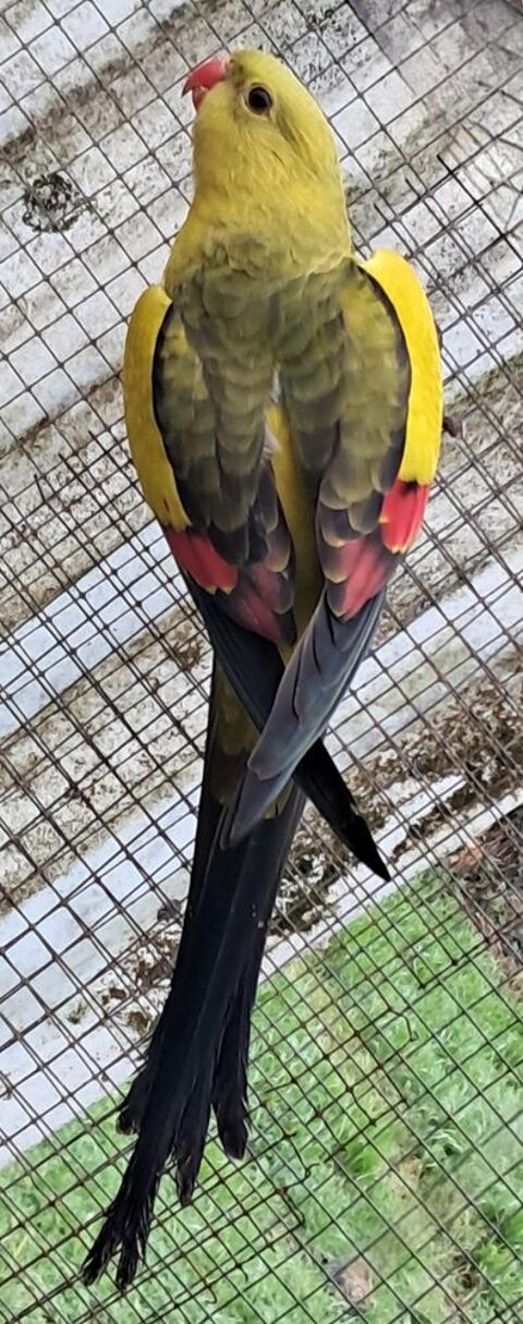 Perruche m&eacute;lanure 70 29710 Pouldreuzic