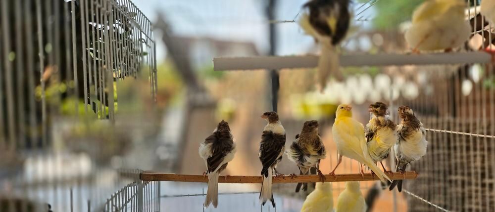   canaris 