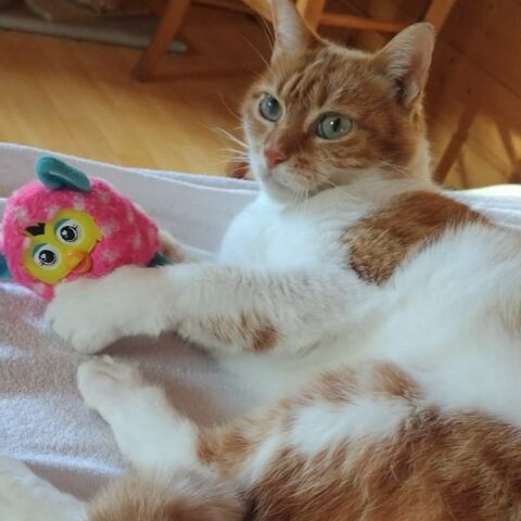 OLGA 180 38160 Saint-romans