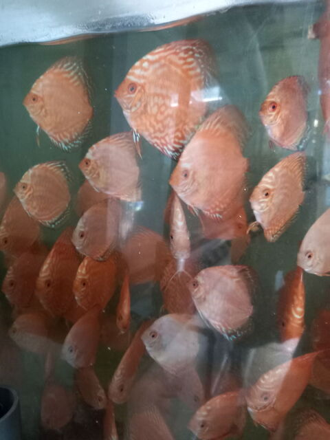 Poissons aquarium 97490 Sainte-clotilde
