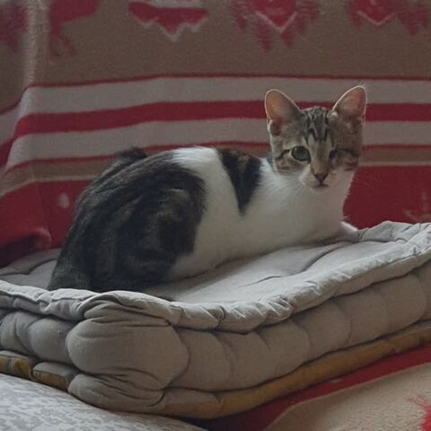 Ariane, 4 mois 50 38840 Saint-bonnet-de-chavagne