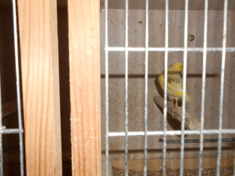 Femelle CANARIS 20 79170 Prign