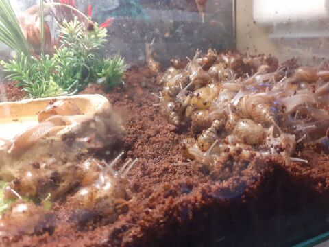 B&eacute;b&eacute;s Escargots g&eacute;ants d Afrique 3 41300 Salbris