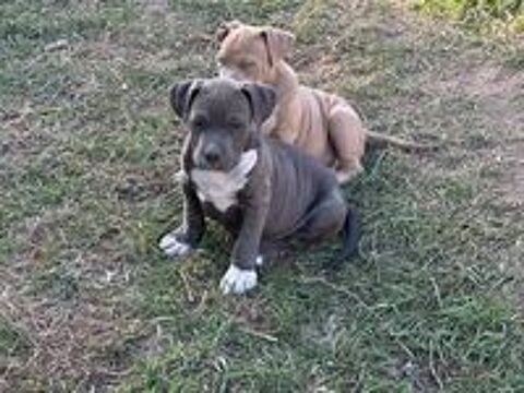   Mâle American bully xxl  