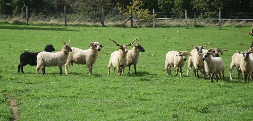   Moutons de race thône et Marthod et Racka 