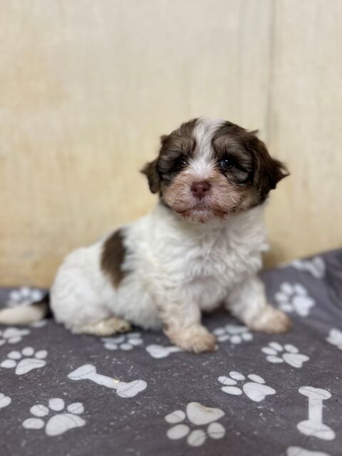 A r&eacute;serv&eacute; bichon havanais male et femelle 950 85220 La chapelle-hermier