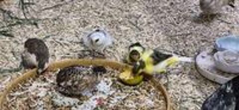   Oiseau volière  