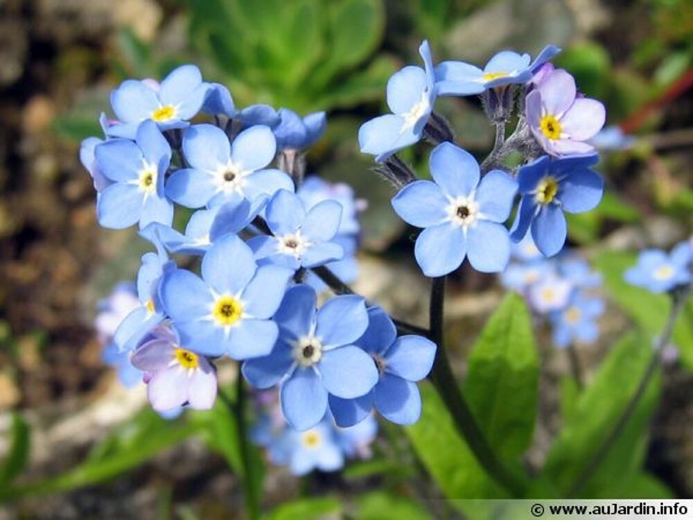 jasmin d hiver fleurs jaunes et autres plantes sympas Jardin